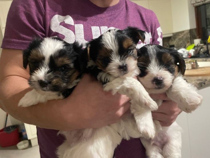 Family-Raised Yorkshire Terrier Puppies